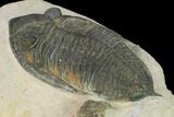 Bargain, Zlichovaspis Trilobite - Atchana, Morocco #137918-4